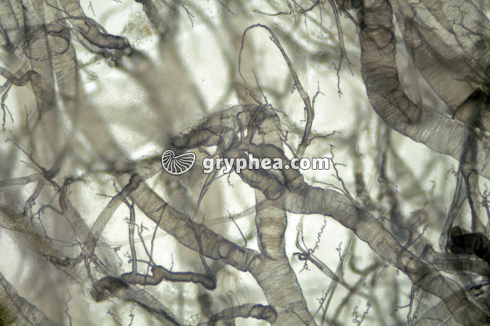 Trachées d'insecte x25 - gryphea.com